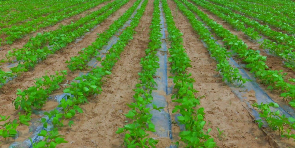 通遼20萬畝節(jié)水灌溉