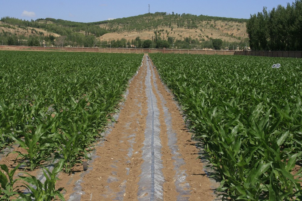 松山區(qū)膜下滴灌20萬畝